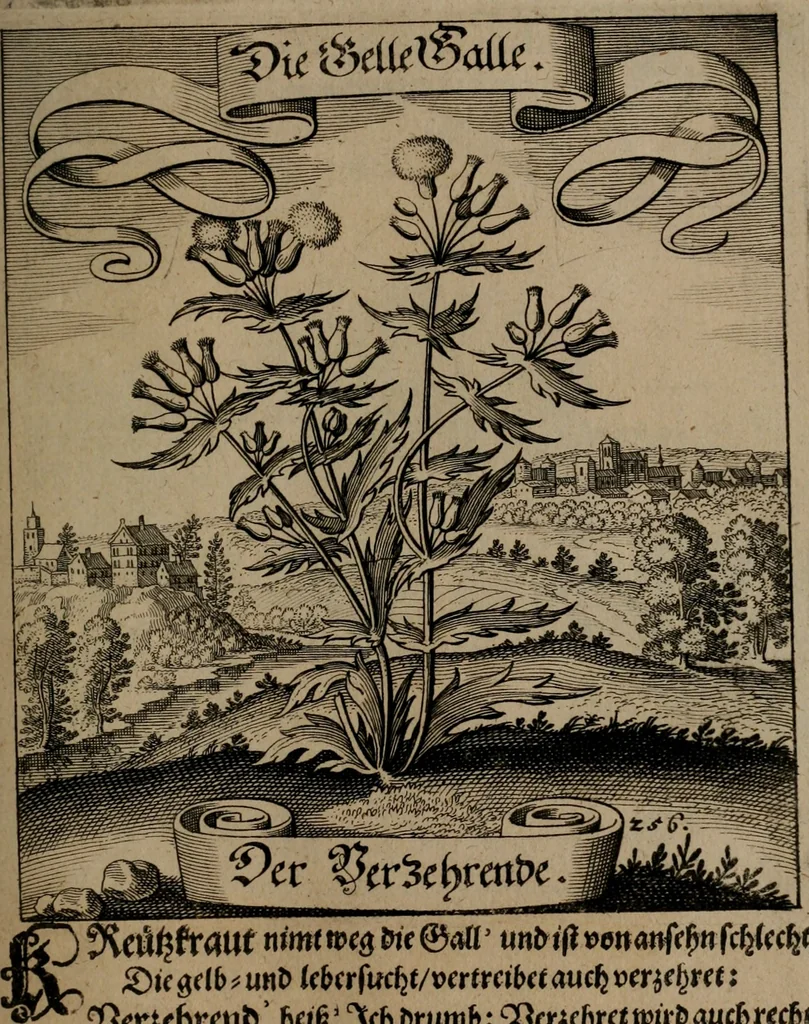 An illustration from Der Fruchtbringenden Geselschaft Nahmen, Vorhaben, Gemählde und Wörter : nach jedes Einnahme ordentlich in Kupfer gestochen, und in achtzeilige Reimgesetze verfasset, 1646, leaf 530
