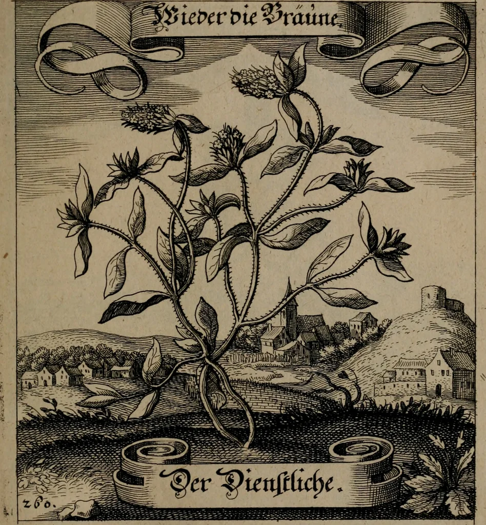 An illustration from Der Fruchtbringenden Geselschaft Nahmen, Vorhaben, Gemählde und Wörter : nach jedes Einnahme ordentlich in Kupfer gestochen, und in achtzeilige Reimgesetze verfasset, 1646, leaf 538