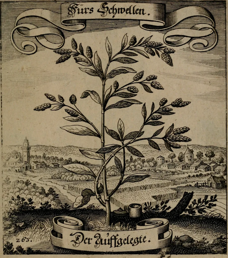 An illustration from Der Fruchtbringenden Geselschaft Nahmen, Vorhaben, Gemählde und Wörter : nach jedes Einnahme ordentlich in Kupfer gestochen, und in achtzeilige Reimgesetze verfasset, 1646, leaf 544