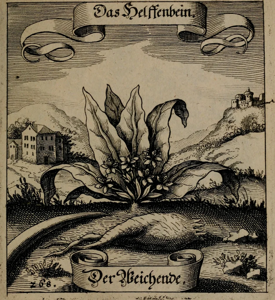 An illustration from Der Fruchtbringenden Geselschaft Nahmen, Vorhaben, Gemählde und Wörter : nach jedes Einnahme ordentlich in Kupfer gestochen, und in achtzeilige Reimgesetze verfasset, 1646, leaf 554