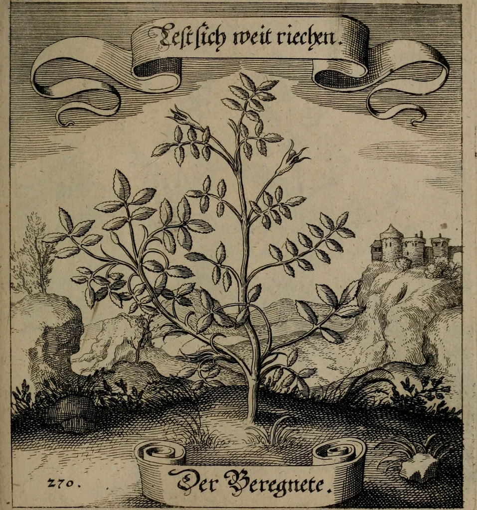An illustration from Der Fruchtbringenden Geselschaft Nahmen, Vorhaben, Gemählde und Wörter : nach jedes Einnahme ordentlich in Kupfer gestochen, und in achtzeilige Reimgesetze verfasset, 1646, leaf 558