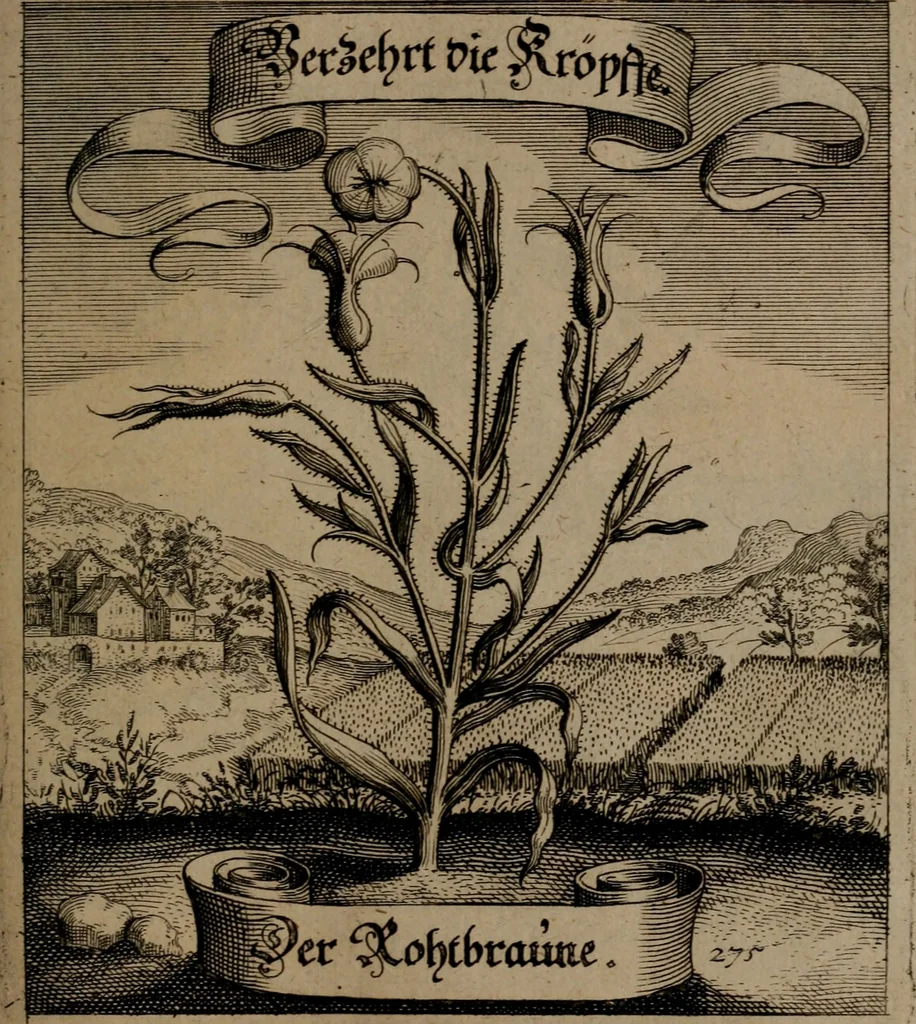 An illustration from Der Fruchtbringenden Geselschaft Nahmen, Vorhaben, Gemählde und Wörter : nach jedes Einnahme ordentlich in Kupfer gestochen, und in achtzeilige Reimgesetze verfasset, 1646, leaf 568