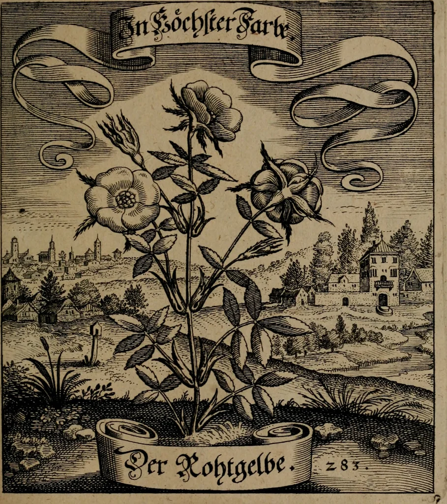 An illustration from Der Fruchtbringenden Geselschaft Nahmen, Vorhaben, Gemählde und Wörter : nach jedes Einnahme ordentlich in Kupfer gestochen, und in achtzeilige Reimgesetze verfasset, 1646, leaf 584