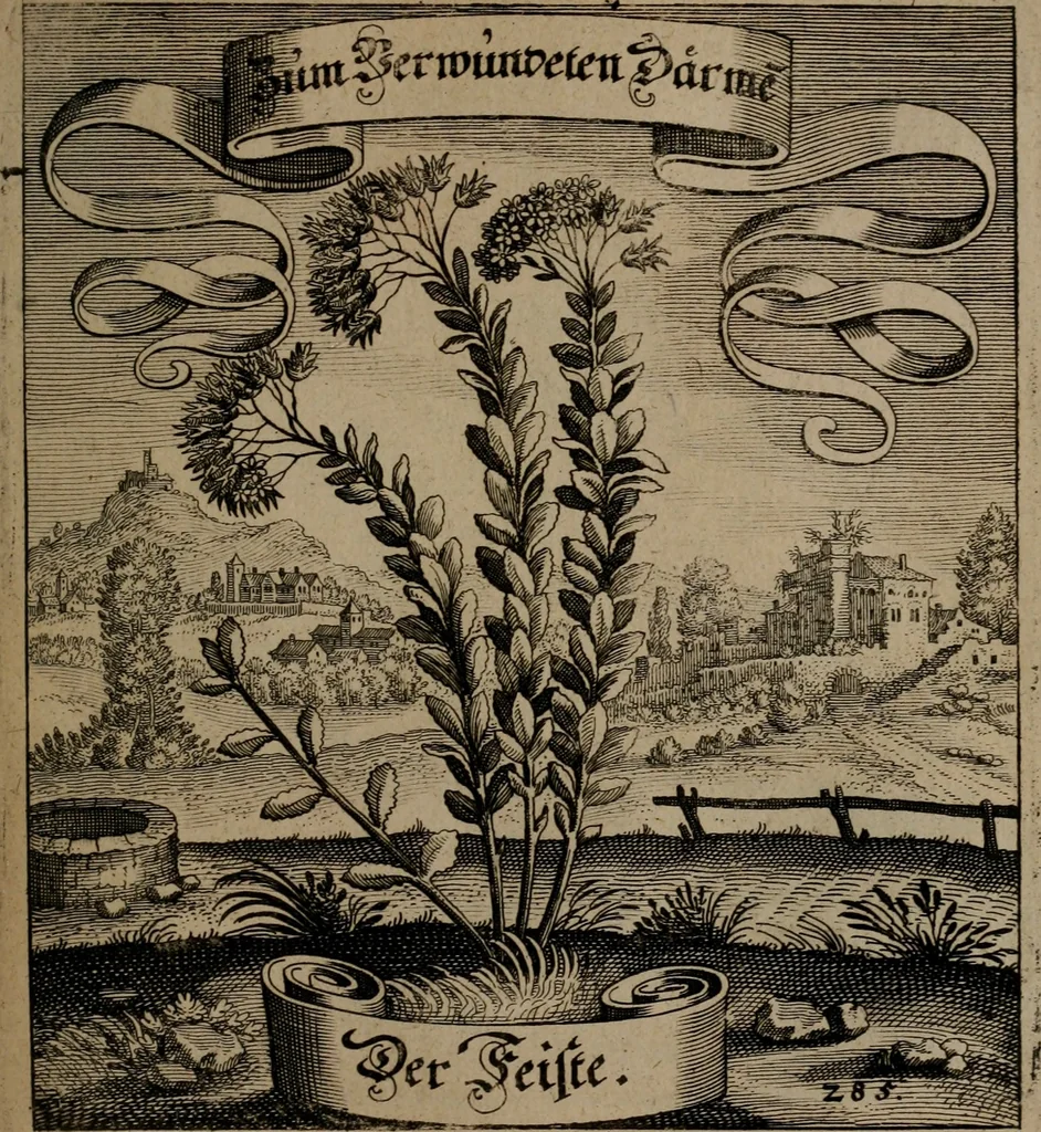 An illustration from Der Fruchtbringenden Geselschaft Nahmen, Vorhaben, Gemählde und Wörter : nach jedes Einnahme ordentlich in Kupfer gestochen, und in achtzeilige Reimgesetze verfasset, 1646, leaf 588