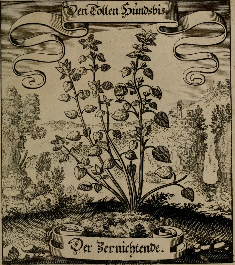 An illustration from Der Fruchtbringenden Geselschaft Nahmen, Vorhaben, Gemählde und Wörter : nach jedes Einnahme ordentlich in Kupfer gestochen, und in achtzeilige Reimgesetze verfasset, 1646, leaf 676