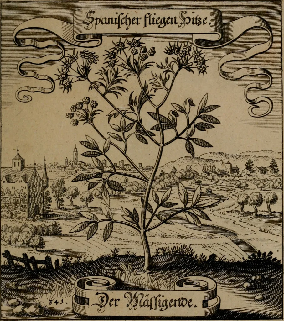 An illustration from Der Fruchtbringenden Geselschaft Nahmen, Vorhaben, Gemählde und Wörter : nach jedes Einnahme ordentlich in Kupfer gestochen, und in achtzeilige Reimgesetze verfasset, 1646, leaf 704