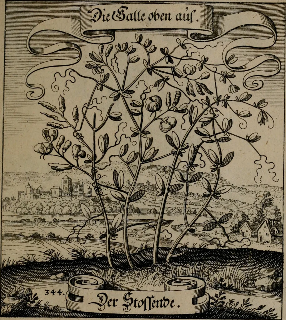 An illustration from Der Fruchtbringenden Geselschaft Nahmen, Vorhaben, Gemählde und Wörter : nach jedes Einnahme ordentlich in Kupfer gestochen, und in achtzeilige Reimgesetze verfasset, 1646, leaf 710