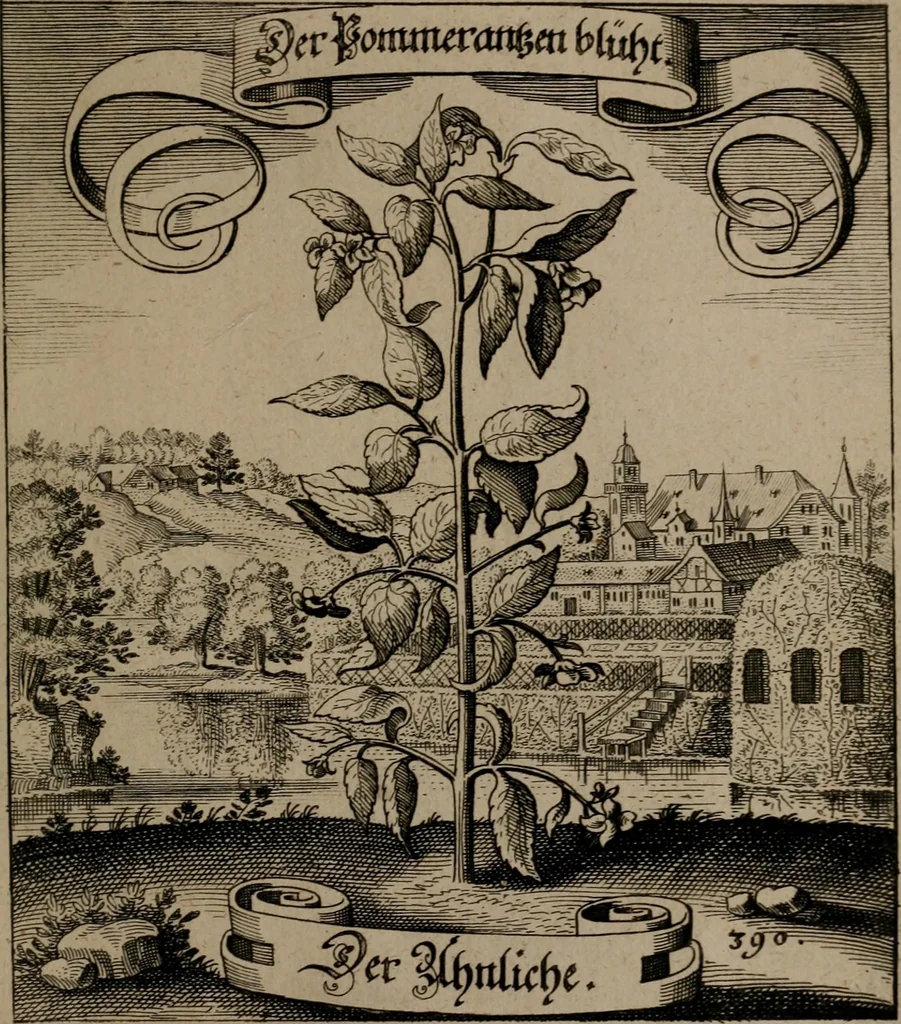 An illustration from Der Fruchtbringenden Geselschaft Nahmen, Vorhaben, Gemählde und Wörter : nach jedes Einnahme ordentlich in Kupfer gestochen, und in achtzeilige Reimgesetze verfasset, 1646, leaf 802