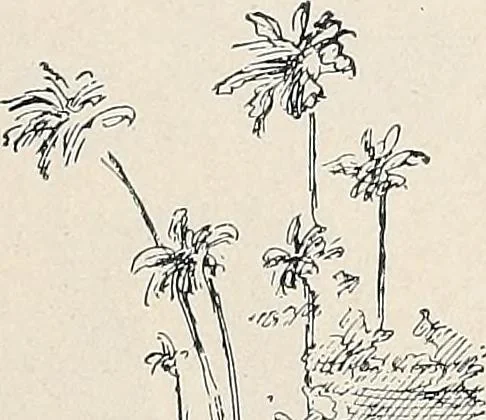 An illustration from Der kommende König .., 1899, leaf 47