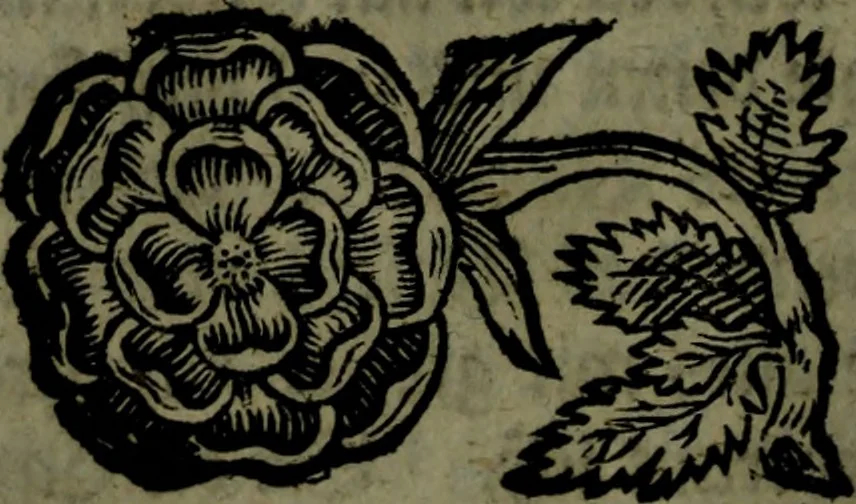An illustration from Der nach Venedig überbrachte Mohr; oder, Curiose und wahrhaffte Erzehlung und Beschreibung aller Curiositäten und Denckwürdigkeiten, 1692, leaf 103