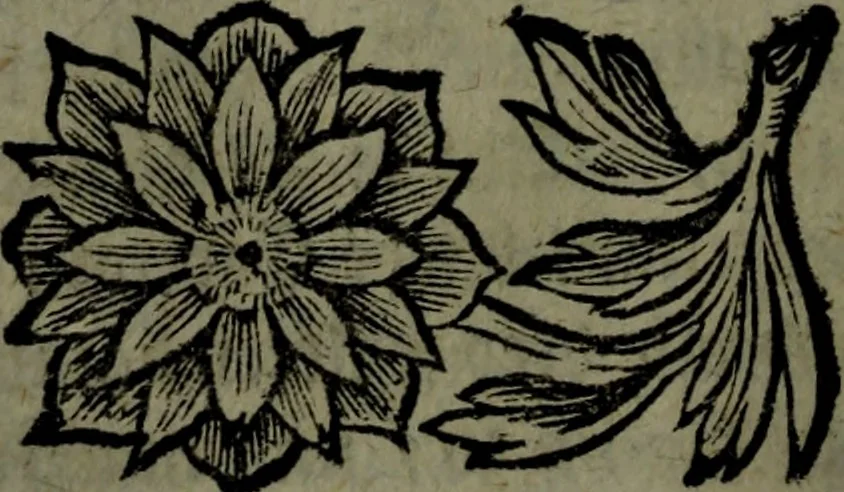 An illustration from Der nach Venedig überbrachte Mohr; oder, Curiose und wahrhaffte Erzehlung und Beschreibung aller Curiositäten und Denckwürdigkeiten, 1692, leaf 117