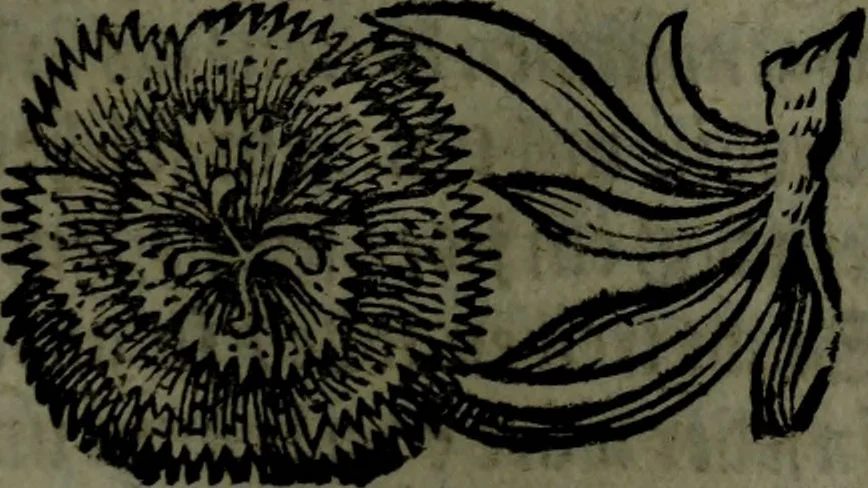 An illustration from Der nach Venedig überbrachte Mohr; oder, Curiose und wahrhaffte Erzehlung und Beschreibung aller Curiositäten und Denckwürdigkeiten, 1692, leaf 122
