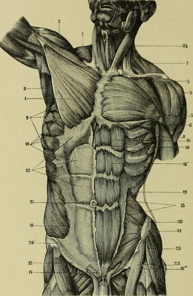 An illustration from Der schoene Mensch im Altertum; eine Geschichte des Koerperideals bei Aegyptern, Orientalen u. Griechen, 1912, leaf 124