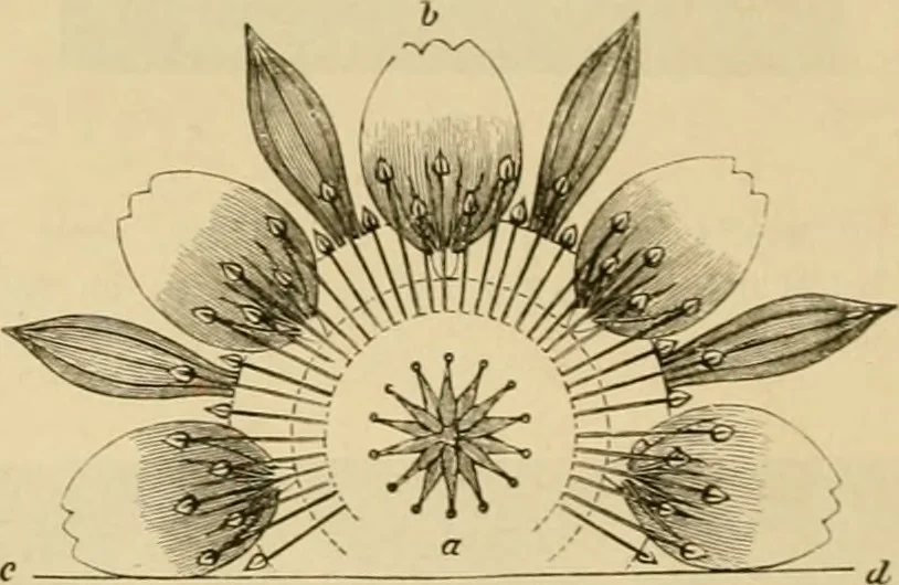 An illustration from Der Stil in den technischen und tektonischen Künsten; oder, Praktische Aesthetik. Ein Handbuch für Techniker, Künstler und Kunstfreunde, 1878, leaf 29