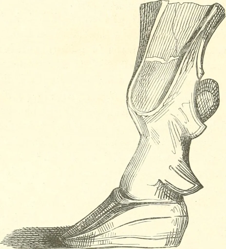An illustration from Der Stil in den technischen und tektonischen Künsten; oder, Praktische Aesthetik. Ein Handbuch für Techniker, Künstler und Kunstfreunde, 1884, leaf 265