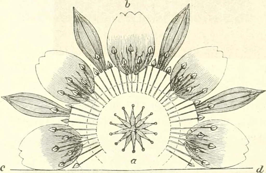 An illustration from Der Stil in den technischen und tektonischen Künsten; oder, Praktische Aesthetik. Ein Handbuch für Techniker, Künstler und Kunstfreunde, 1884, leaf 29