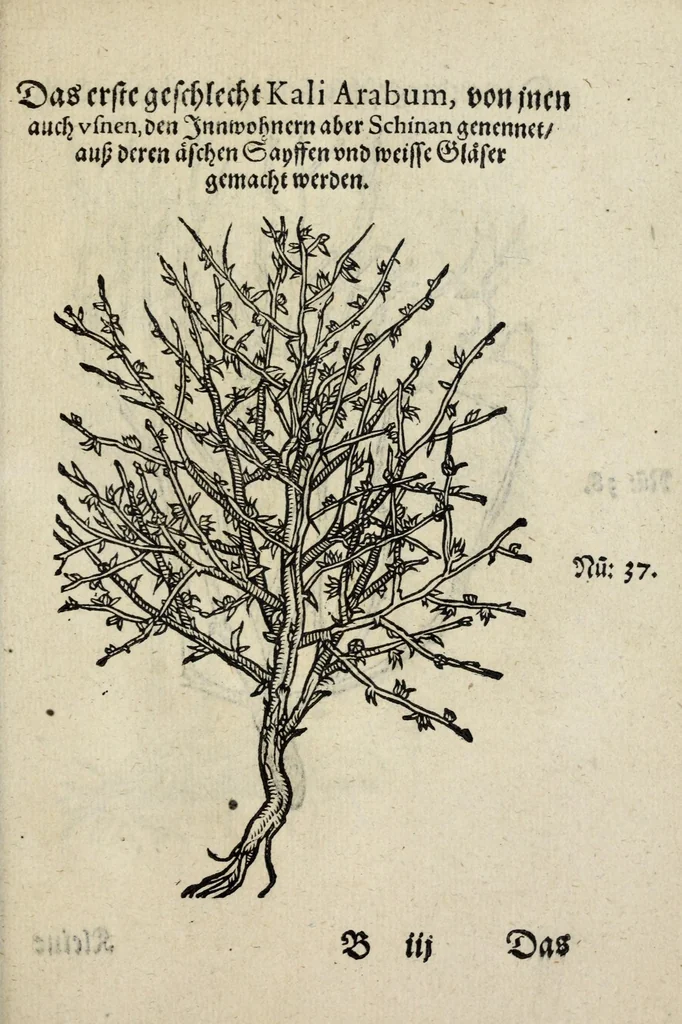 An illustration from Der vierte Thail Leonharti Rauwolfen, der Artsney Doctorn, etlicher schöner aussländischer Kreüter, so uns noch unbekandt, unnd deren doch bey den alten Medicis, unnd in seiner Rayss in die Morgenländer gethon, gedacht wirt artliche unnd lebendige contrafactur, dem gemainen nuts zü gütem, in Truck verfertiget, 1583, leaf 19