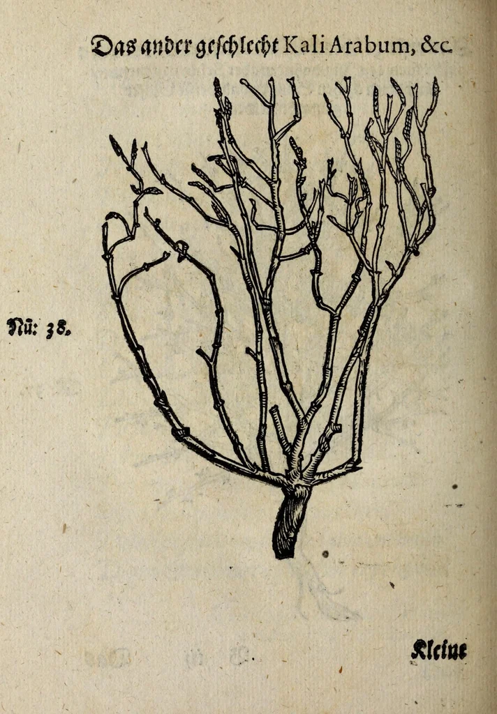 An illustration from Der vierte Thail Leonharti Rauwolfen, der Artsney Doctorn, etlicher schöner aussländischer Kreüter, so uns noch unbekandt, unnd deren doch bey den alten Medicis, unnd in seiner Rayss in die Morgenländer gethon, gedacht wirt artliche unnd lebendige contrafactur, dem gemainen nuts zü gütem, in Truck verfertiget, 1583, leaf 20