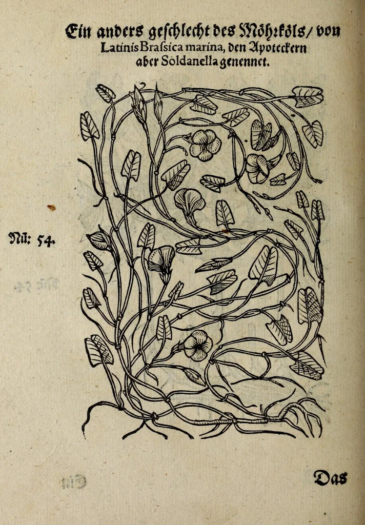 An illustration from Der vierte Thail Leonharti Rauwolfen, der Artsney Doctorn, etlicher schöner aussländischer Kreüter, so uns noch unbekandt, unnd deren doch bey den alten Medicis, unnd in seiner Rayss in die Morgenländer gethon, gedacht wirt artliche unnd lebendige contrafactur, dem gemainen nuts zü gütem, in Truck verfertiget, 1583, leaf 22