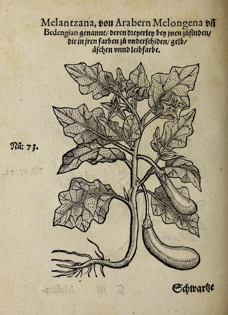 An illustration from Der vierte Thail Leonharti Rauwolfen, der Artsney Doctorn, etlicher schöner aussländischer Kreüter, so uns noch unbekandt, unnd deren doch bey den alten Medicis, unnd in seiner Rayss in die Morgenländer gethon, gedacht wirt artliche unnd lebendige contrafactur, dem gemainen nuts zü gütem, in Truck verfertiget, 1583, leaf 28