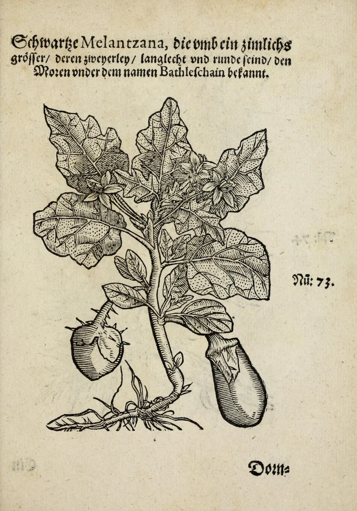 An illustration from Der vierte Thail Leonharti Rauwolfen, der Artsney Doctorn, etlicher schöner aussländischer Kreüter, so uns noch unbekandt, unnd deren doch bey den alten Medicis, unnd in seiner Rayss in die Morgenländer gethon, gedacht wirt artliche unnd lebendige contrafactur, dem gemainen nuts zü gütem, in Truck verfertiget, 1583, leaf 29