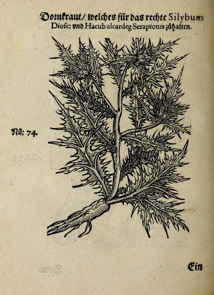 An illustration from Der vierte Thail Leonharti Rauwolfen, der Artsney Doctorn, etlicher schöner aussländischer Kreüter, so uns noch unbekandt, unnd deren doch bey den alten Medicis, unnd in seiner Rayss in die Morgenländer gethon, gedacht wirt artliche unnd lebendige contrafactur, dem gemainen nuts zü gütem, in Truck verfertiget, 1583, leaf 30