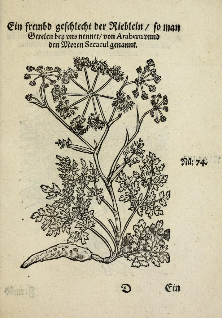 An illustration from Der vierte Thail Leonharti Rauwolfen, der Artsney Doctorn, etlicher schöner aussländischer Kreüter, so uns noch unbekandt, unnd deren doch bey den alten Medicis, unnd in seiner Rayss in die Morgenländer gethon, gedacht wirt artliche unnd lebendige contrafactur, dem gemainen nuts zü gütem, in Truck verfertiget, 1583, leaf 31