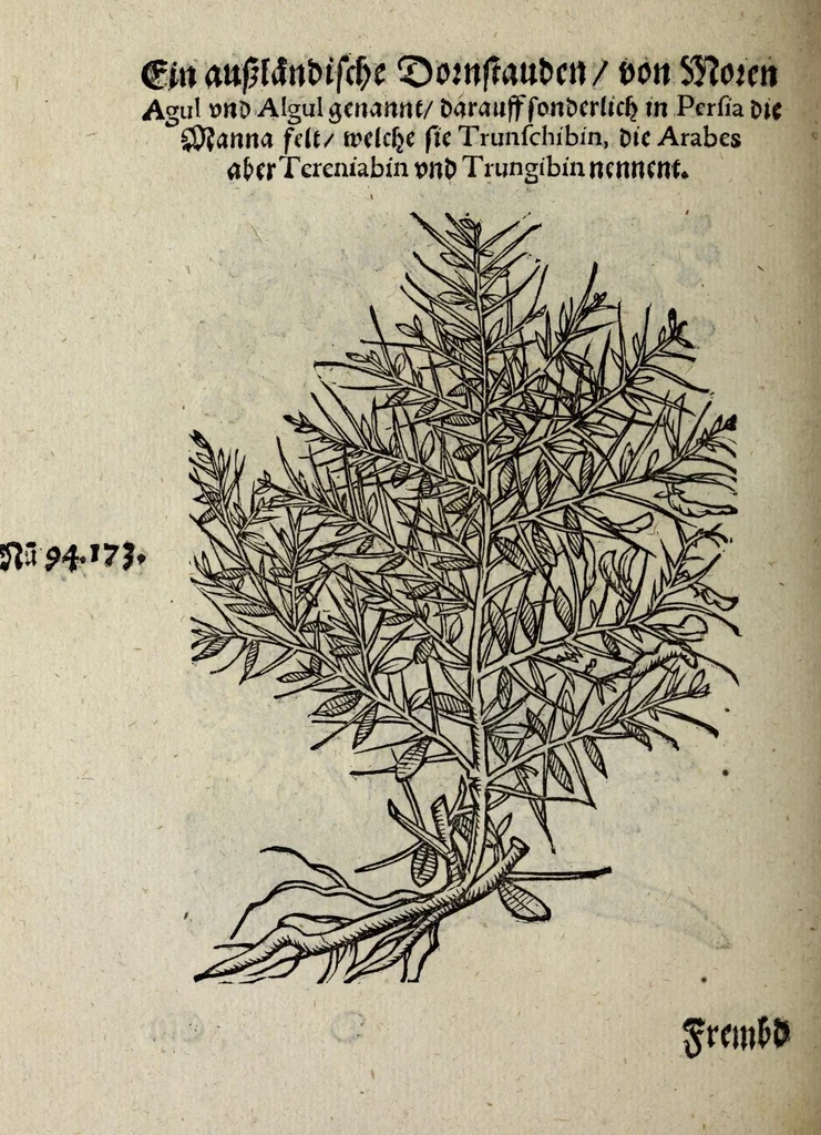 An illustration from Der vierte Thail Leonharti Rauwolfen, der Artsney Doctorn, etlicher schöner aussländischer Kreüter, so uns noch unbekandt, unnd deren doch bey den alten Medicis, unnd in seiner Rayss in die Morgenländer gethon, gedacht wirt artliche unnd lebendige contrafactur, dem gemainen nuts zü gütem, in Truck verfertiget, 1583, leaf 32