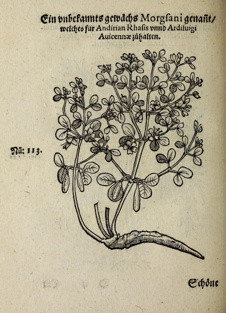 An illustration from Der vierte Thail Leonharti Rauwolfen, der Artsney Doctorn, etlicher schöner aussländischer Kreüter, so uns noch unbekandt, unnd deren doch bey den alten Medicis, unnd in seiner Rayss in die Morgenländer gethon, gedacht wirt artliche unnd lebendige contrafactur, dem gemainen nuts zü gütem, in Truck verfertiget, 1583, leaf 34