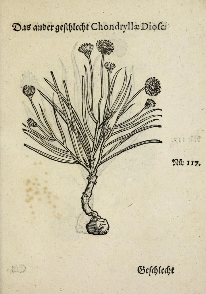 An illustration from Der vierte Thail Leonharti Rauwolfen, der Artsney Doctorn, etlicher schöner aussländischer Kreüter, so uns noch unbekandt, unnd deren doch bey den alten Medicis, unnd in seiner Rayss in die Morgenländer gethon, gedacht wirt artliche unnd lebendige contrafactur, dem gemainen nuts zü gütem, in Truck verfertiget, 1583, leaf 37