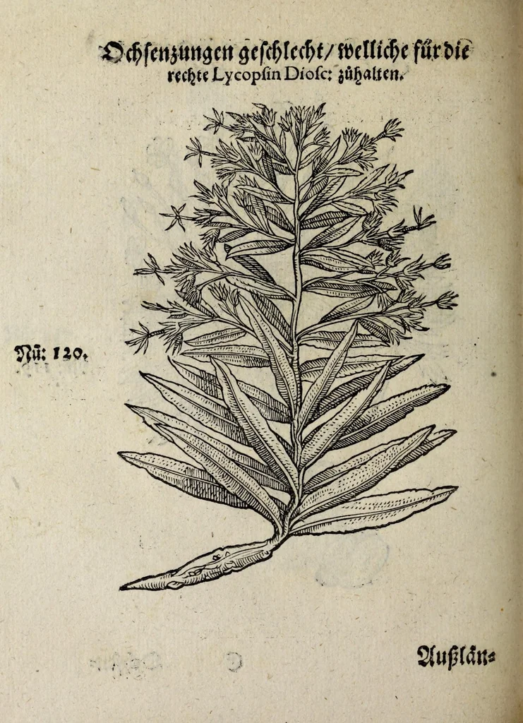 An illustration from Der vierte Thail Leonharti Rauwolfen, der Artsney Doctorn, etlicher schöner aussländischer Kreüter, so uns noch unbekandt, unnd deren doch bey den alten Medicis, unnd in seiner Rayss in die Morgenländer gethon, gedacht wirt artliche unnd lebendige contrafactur, dem gemainen nuts zü gütem, in Truck verfertiget, 1583, leaf 40