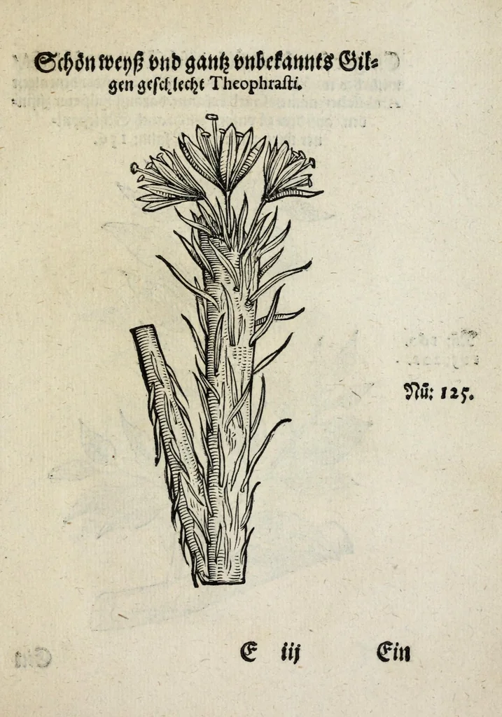 An illustration from Der vierte Thail Leonharti Rauwolfen, der Artsney Doctorn, etlicher schöner aussländischer Kreüter, so uns noch unbekandt, unnd deren doch bey den alten Medicis, unnd in seiner Rayss in die Morgenländer gethon, gedacht wirt artliche unnd lebendige contrafactur, dem gemainen nuts zü gütem, in Truck verfertiget, 1583, leaf 43
