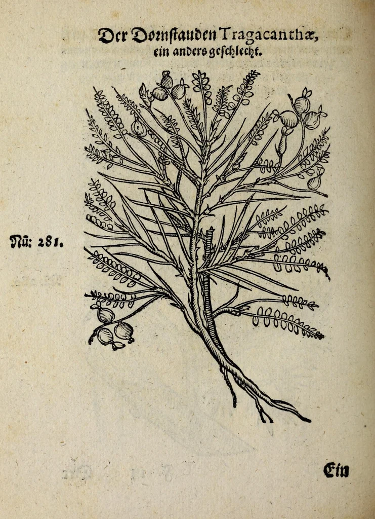 An illustration from Der vierte Thail Leonharti Rauwolfen, der Artsney Doctorn, etlicher schöner aussländischer Kreüter, so uns noch unbekandt, unnd deren doch bey den alten Medicis, unnd in seiner Rayss in die Morgenländer gethon, gedacht wirt artliche unnd lebendige contrafactur, dem gemainen nuts zü gütem, in Truck verfertiget, 1583, leaf 52