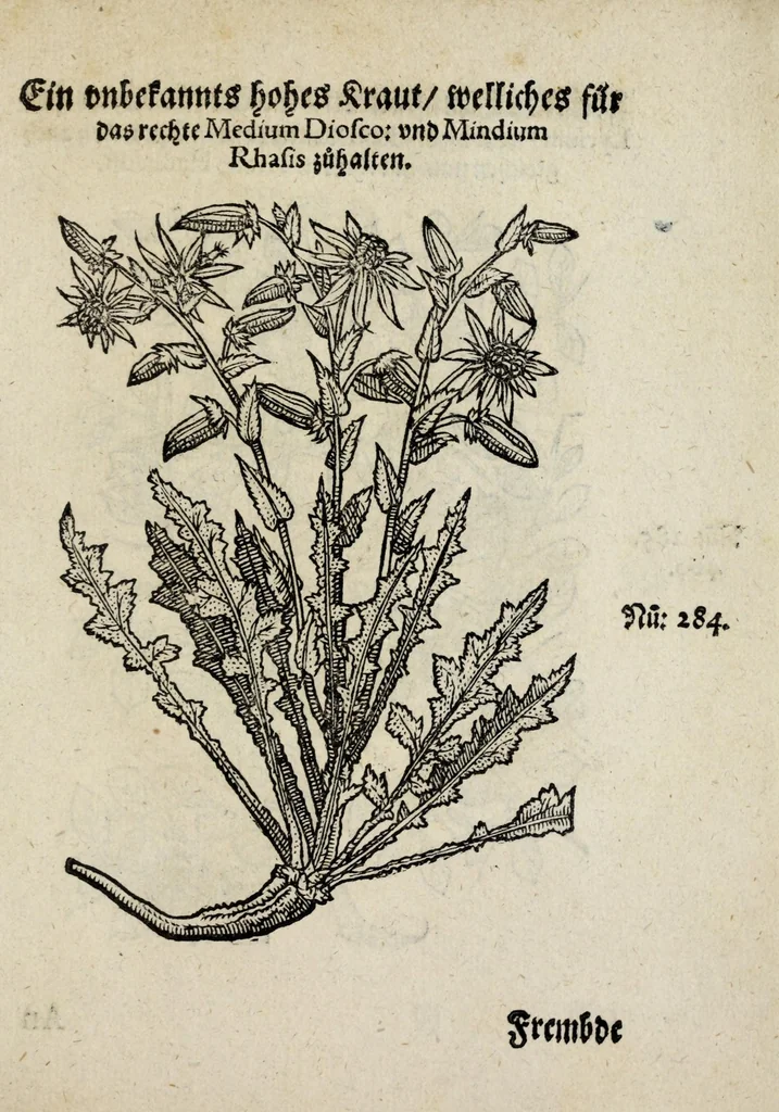 An illustration from Der vierte Thail Leonharti Rauwolfen, der Artsney Doctorn, etlicher schöner aussländischer Kreüter, so uns noch unbekandt, unnd deren doch bey den alten Medicis, unnd in seiner Rayss in die Morgenländer gethon, gedacht wirt artliche unnd lebendige contrafactur, dem gemainen nuts zü gütem, in Truck verfertiget, 1583, leaf 53