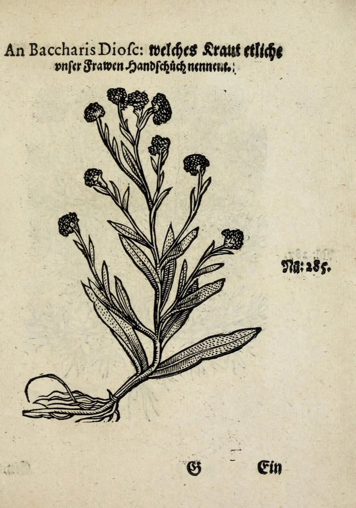 An illustration from Der vierte Thail Leonharti Rauwolfen, der Artsney Doctorn, etlicher schöner aussländischer Kreüter, so uns noch unbekandt, unnd deren doch bey den alten Medicis, unnd in seiner Rayss in die Morgenländer gethon, gedacht wirt artliche unnd lebendige contrafactur, dem gemainen nuts zü gütem, in Truck verfertiget, 1583, leaf 55