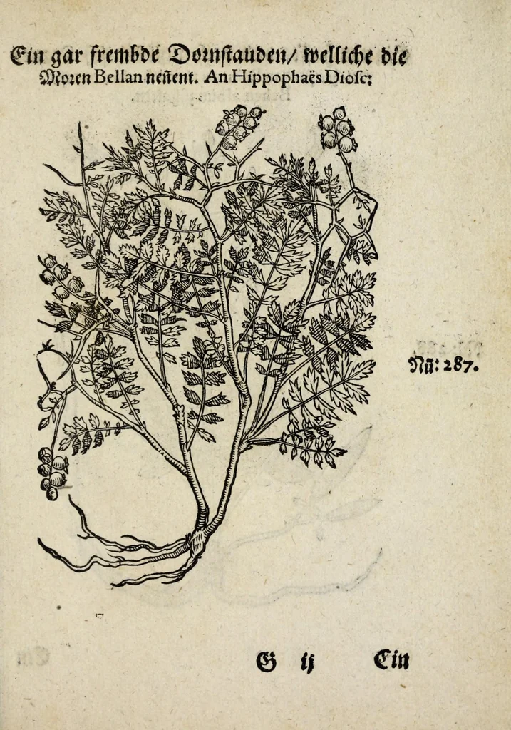 An illustration from Der vierte Thail Leonharti Rauwolfen, der Artsney Doctorn, etlicher schöner aussländischer Kreüter, so uns noch unbekandt, unnd deren doch bey den alten Medicis, unnd in seiner Rayss in die Morgenländer gethon, gedacht wirt artliche unnd lebendige contrafactur, dem gemainen nuts zü gütem, in Truck verfertiget, 1583, leaf 57