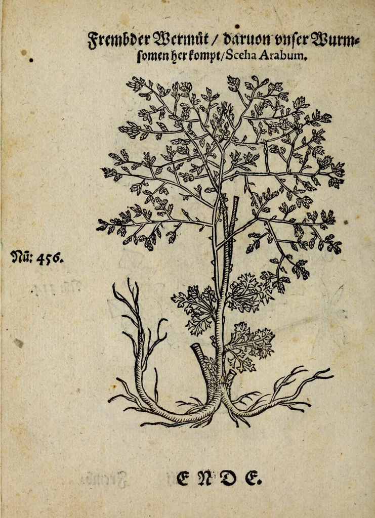 An illustration from Der vierte Thail Leonharti Rauwolfen, der Artsney Doctorn, etlicher schöner aussländischer Kreüter, so uns noch unbekandt, unnd deren doch bey den alten Medicis, unnd in seiner Rayss in die Morgenländer gethon, gedacht wirt artliche unnd lebendige contrafactur, dem gemainen nuts zü gütem, in Truck verfertiget, 1583, leaf 60