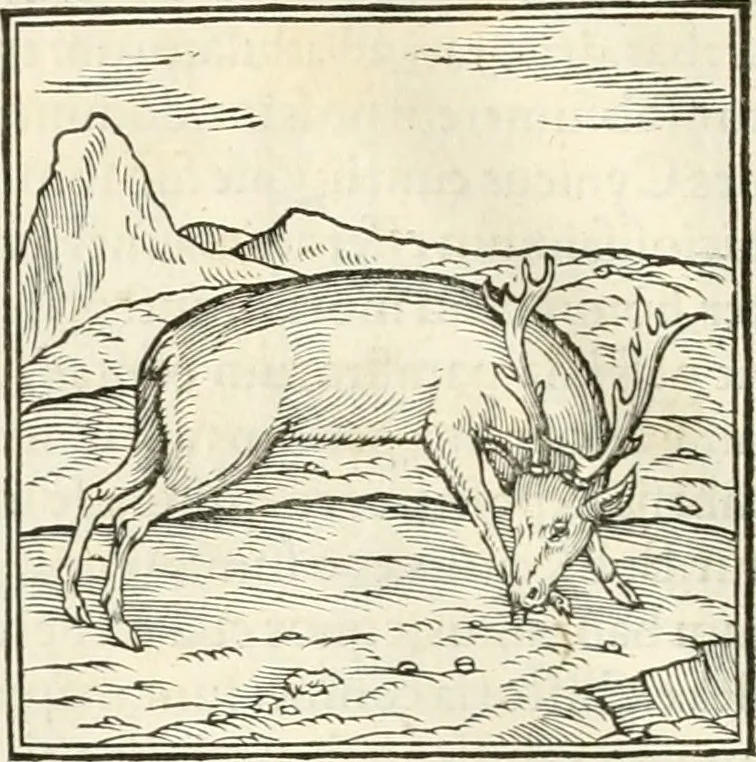 An illustration from Hieroglyphica, sive, De sacris Aegyptiorvm literis commentarii, 1556, leaf 107