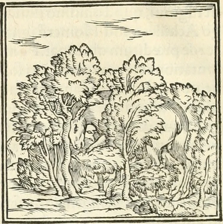 An illustration from Hieroglyphica, sive, De sacris Aegyptiorvm literis commentarii, 1556, leaf 111
