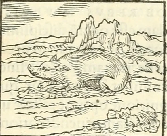 An illustration from Hieroglyphica, sive, De sacris Aegyptiorvm literis commentarii, 1556, leaf 130