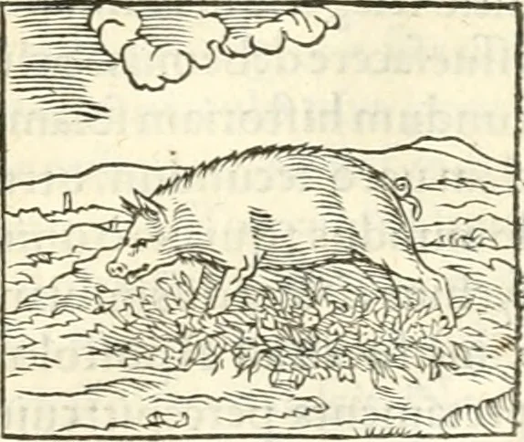 An illustration from Hieroglyphica, sive, De sacris Aegyptiorvm literis commentarii, 1556, leaf 130