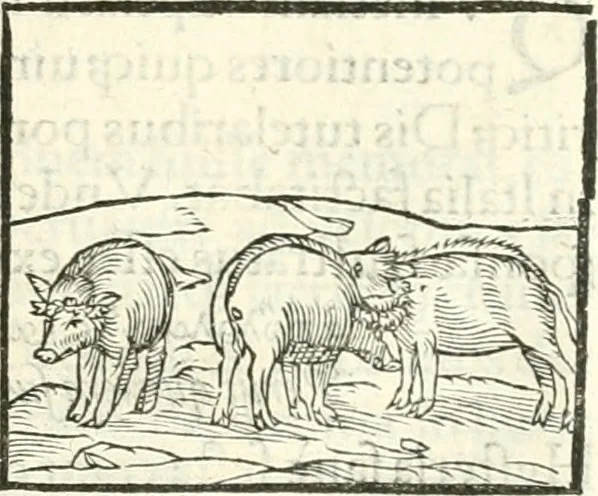 An illustration from Hieroglyphica, sive, De sacris Aegyptiorvm literis commentarii, 1556, leaf 140