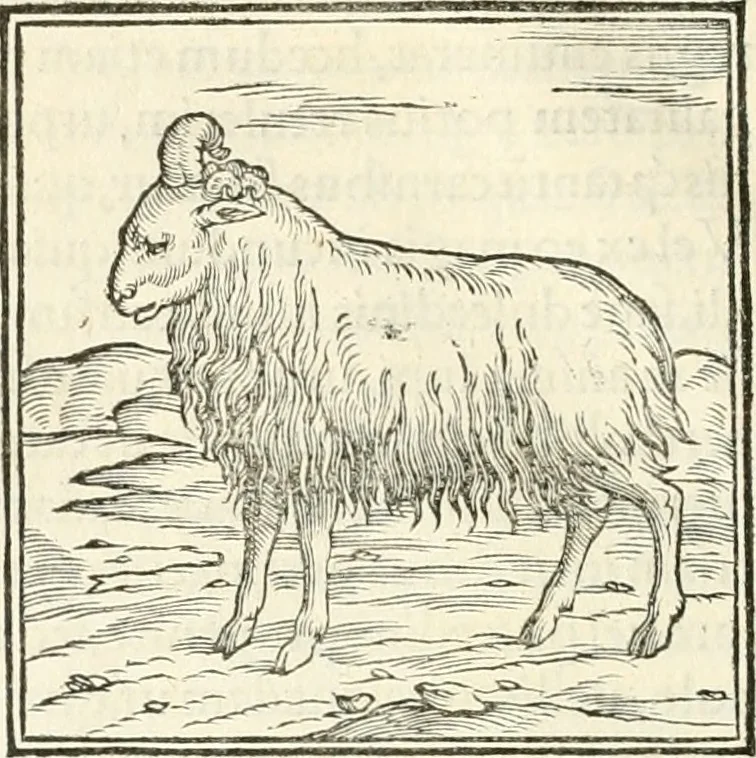 An illustration from Hieroglyphica, sive, De sacris Aegyptiorvm literis commentarii, 1556, leaf 157
