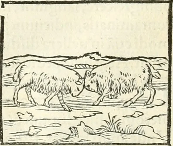 An illustration from Hieroglyphica, sive, De sacris Aegyptiorvm literis commentarii, 1556, leaf 157