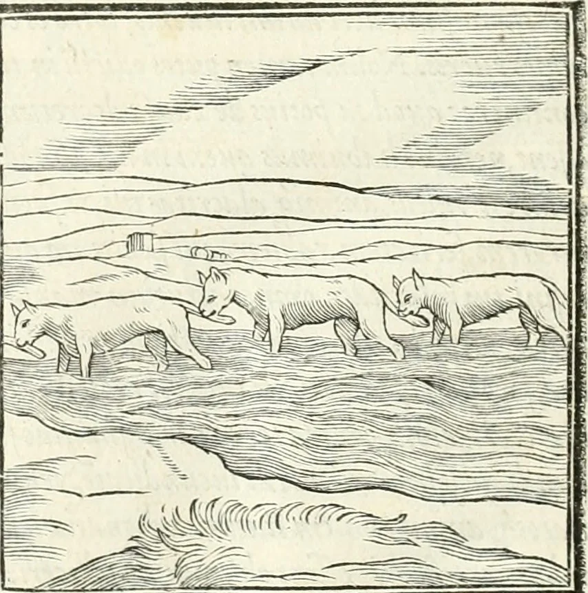 An illustration from Hieroglyphica, sive, De sacris Aegyptiorvm literis commentarii, 1556, leaf 161
