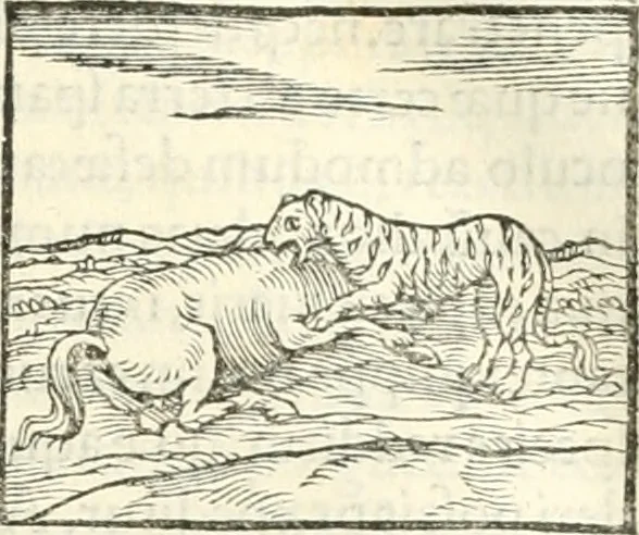An illustration from Hieroglyphica, sive, De sacris Aegyptiorvm literis commentarii, 1556, leaf 172
