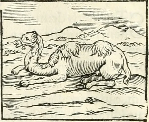 An illustration from Hieroglyphica, sive, De sacris Aegyptiorvm literis commentarii, 1556, leaf 189