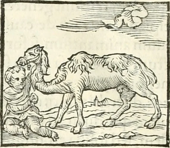 An illustration from Hieroglyphica, sive, De sacris Aegyptiorvm literis commentarii, 1556, leaf 191