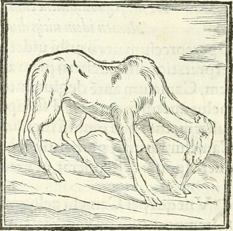 An illustration from Hieroglyphica, sive, De sacris Aegyptiorvm literis commentarii, 1556, leaf 191