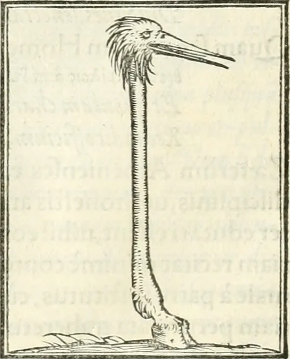 An illustration from Hieroglyphica, sive, De sacris Aegyptiorvm literis commentarii, 1556, leaf 251